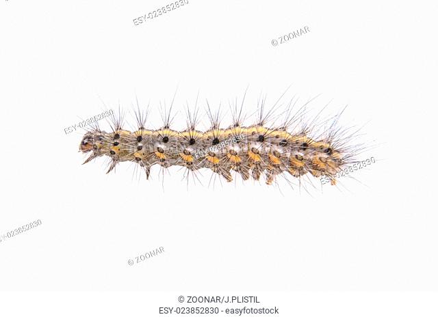 Colored caterpillar on a white background