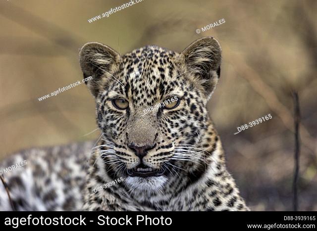 Africa, East Africa, Kenya, Masai Mara National Reserve, National Park, Leopard (Panthera pardus pardus), lying down