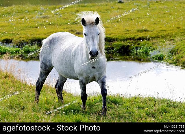 Iceland horse (Equus ferus caballus), gray mold, Litla a, Akureyri, Northern Iceland