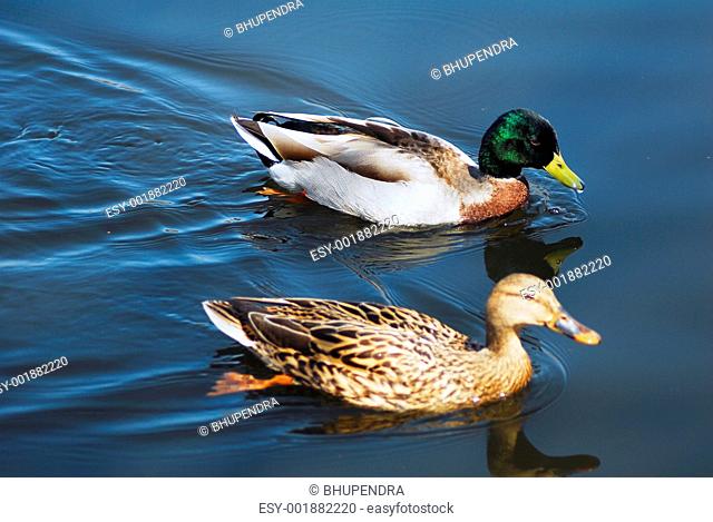 Mallard Drake Ducks Swimming
