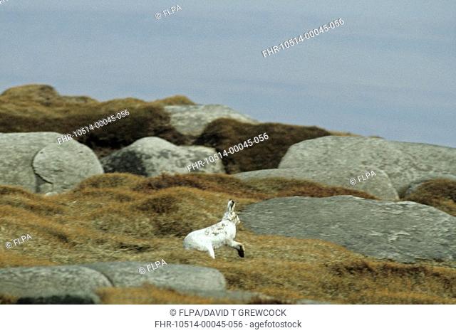 Mountain Hare Lepus fimidus Running amongst boulders - Peak District, Derbyshire, England