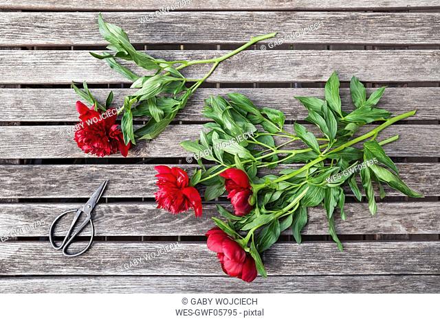 Red Peonies and scissors on garden table