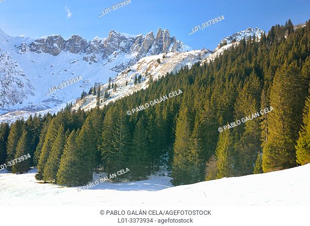 Coniferous forest in Les Contamines valley. French Alps