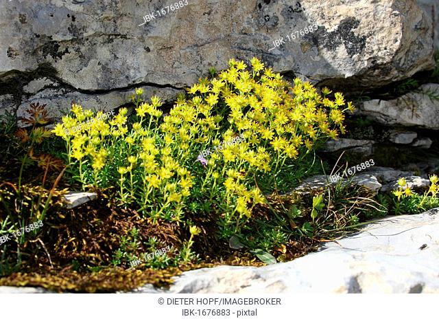 Yellow Mountain Saxifrage (Saxifraga aizoides), Toggenburg, Switzerland, Europe