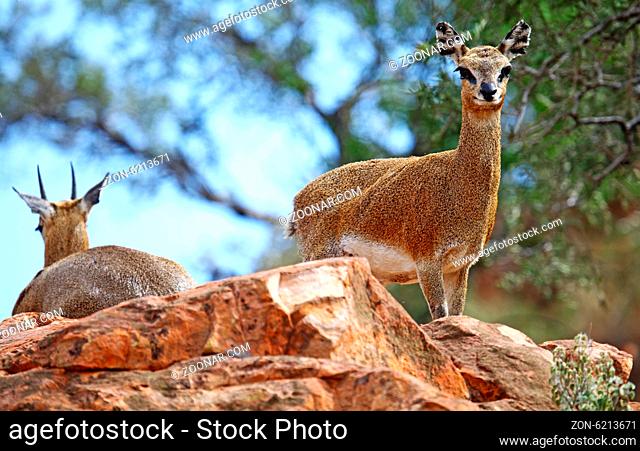 Klippspringer, Mapungubwe-Nationalpark, Südafrica; klipspringer, south africa, wildlife, Oreotragus oreotragus