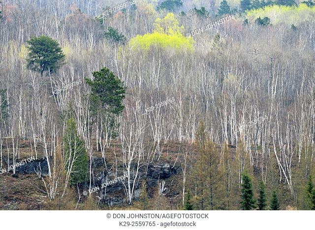 A hillside of birch and aspen with emerging spring foliage, Greater Sudbury, Ontario, Canada