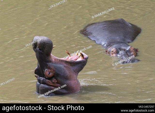 Hippopotamus, Hippopatamus amphibius, in water, Masai Mara National Reserve, Kenya, Africa