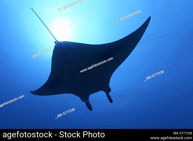 Reef manta ray (Mobula alfredi), silhouette, swimming in blue water, back light, Great Barrier Reef, Coral Sea, Pacific Ocean, Australia, Oceania