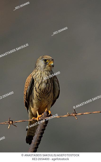 Lesser kestrel - Falco naumanni, Crete