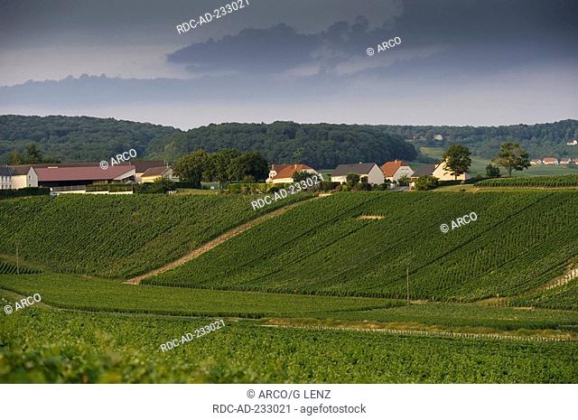 Vineyards, Parc Naturel Regional de la Montagne de Reims, Champagne-Ardenne, France