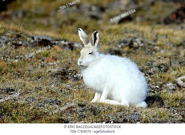 Arctic hare Lepus arcticus Ellemere Island, Nunavut, Canada