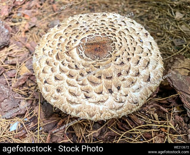 Parasol mushroom (Macrolepiota procera) is a basidiomycete fungus with a large, prominent fruiting body resembling a parasol
