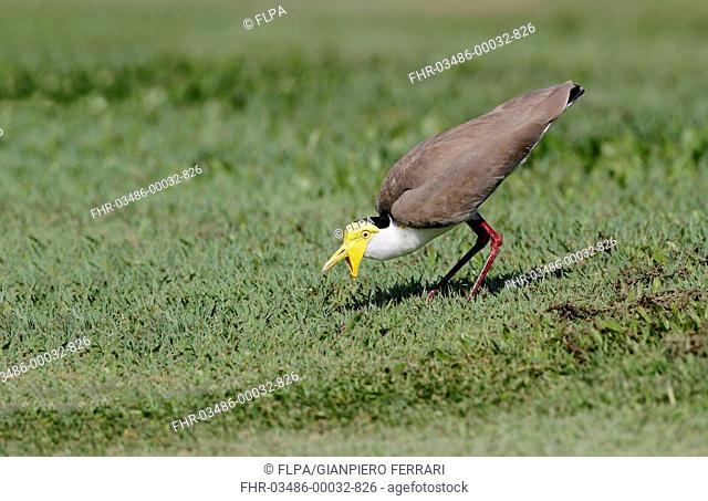 Masked Lapwing (Vanellus miles) adult, foraging in short grass field, Cairns, Queensland, Australia, September