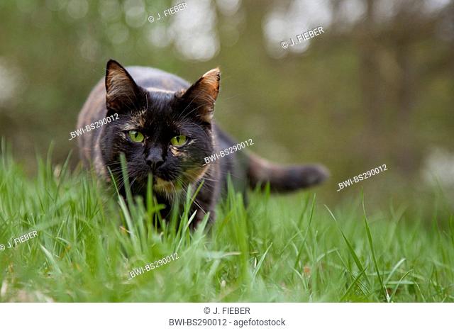 domestic cat, house cat (Felis silvestris f. catus), sneaking across a meadow, Germany