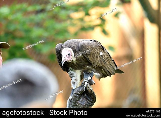 Close up of Hooded vulture (Necrosyrtes monachus)