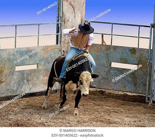 A Bull with Rider Coming out of the Gates