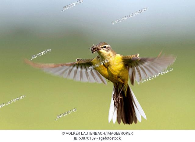 Western Yellow Wagtail (Motacilla flava) in hovering flight with prey, approaching, Strohauser Plate, Lower Saxony, Germany