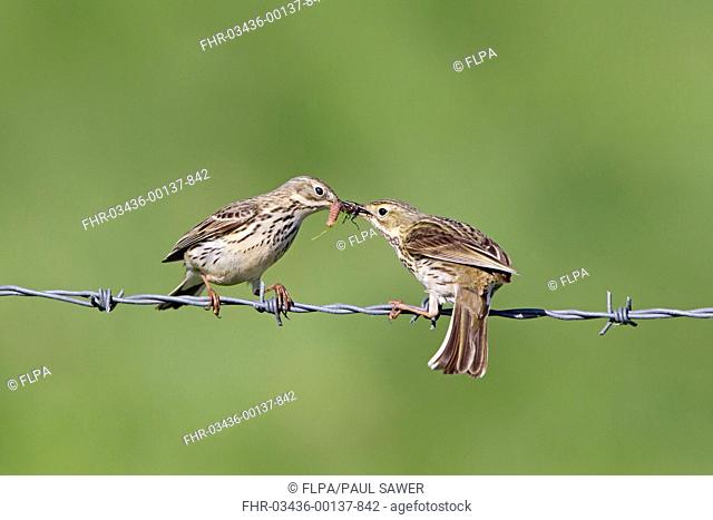 Meadow Pipit Anthus pratensis adult pair, male feeding insects to female, perched on barbed wire fence, Suffolk, England, may