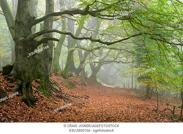 Autumn mist in woodland on the Quantock Hills near Nether Stowey Somerset England