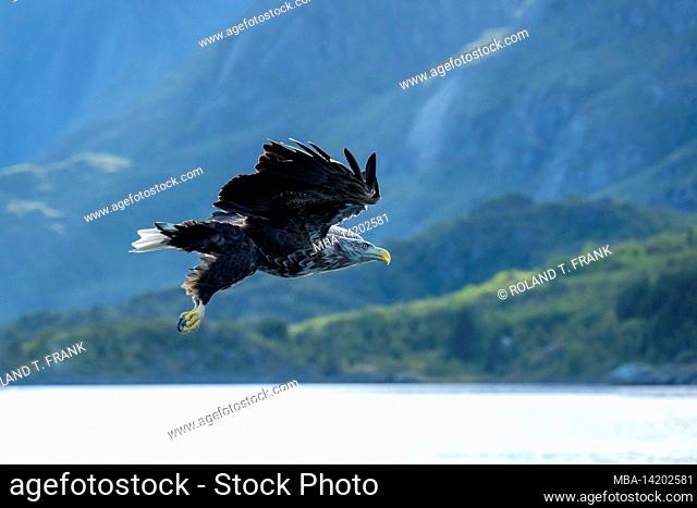 Norway, Nordland, Lofoten, White-tailed Eagle (Haliaeetus albicilla)