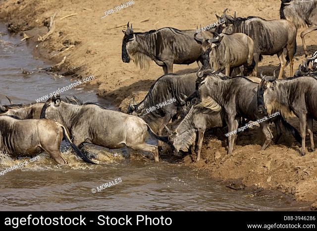Africa, East Africa, Kenya, Masai Mara National Reserve, National Park, Wildebeest group crossing the Mara river