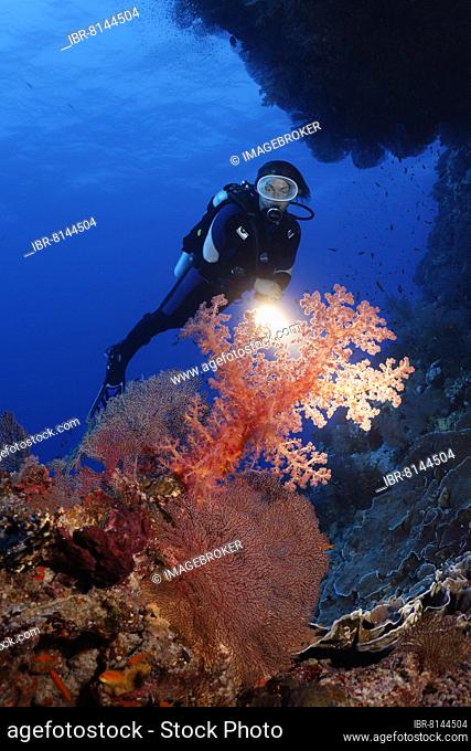 Diver with torch looking under coral reef overhang large klunzinger's soft coral (Dendronephthya klunzingeri) and horn coral (Acabaria splendens) fan