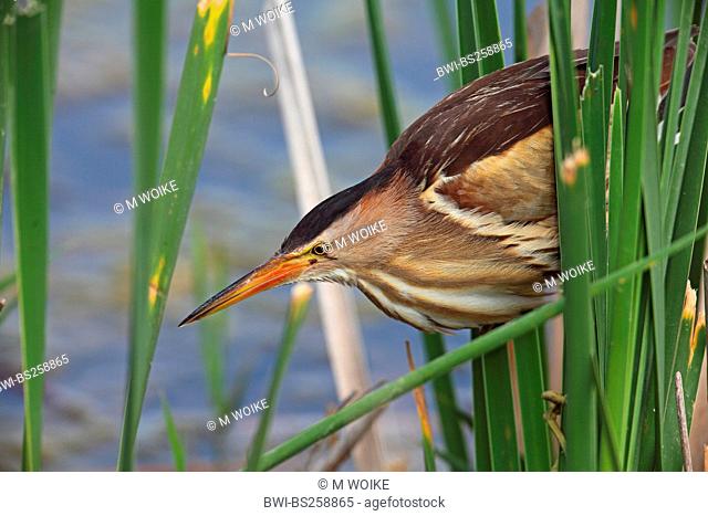 little bittern Ixobrychus minutus, female lurking for prey at the edge of the reed zone, Greece, Kerkini-See
