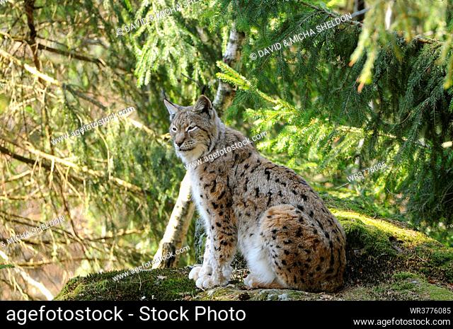 Eurasian lynx (Lynx lynx) in Bavarian Forest National Park, Bavaria, Germany