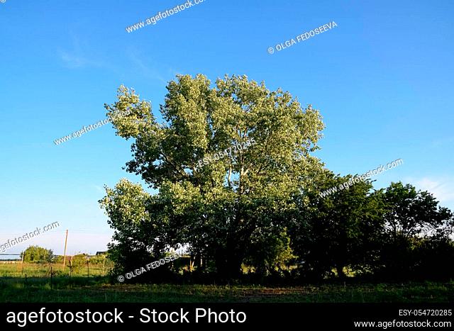 Silver poplar in May, green leaves of silver poplar, tree on the Kuban