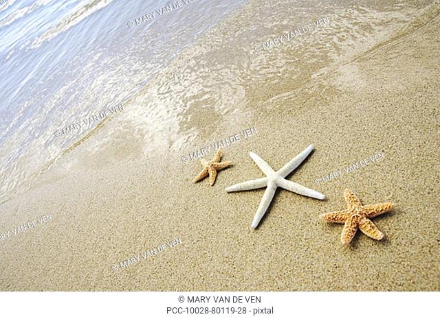 Three seastars on sand with ocean washing in