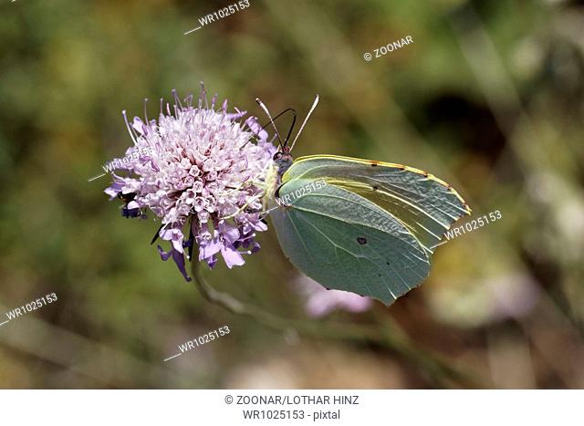 Gonepteryx cleopatra, Cleopatra butterfly