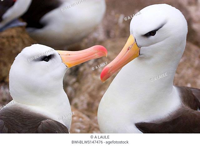 black-browed albatross Diomedea melanophris, courtship behaviour, Falkland Islands, Westpoint Island