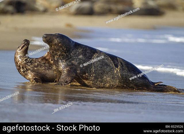 Grey (Halichoerus grypus) seal two adult animals playing in the surf of the sea, Norfolk, England, United Kingdom, Europe