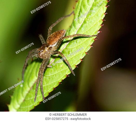 a raft spider sitting on a leaf and lie in wait for prey