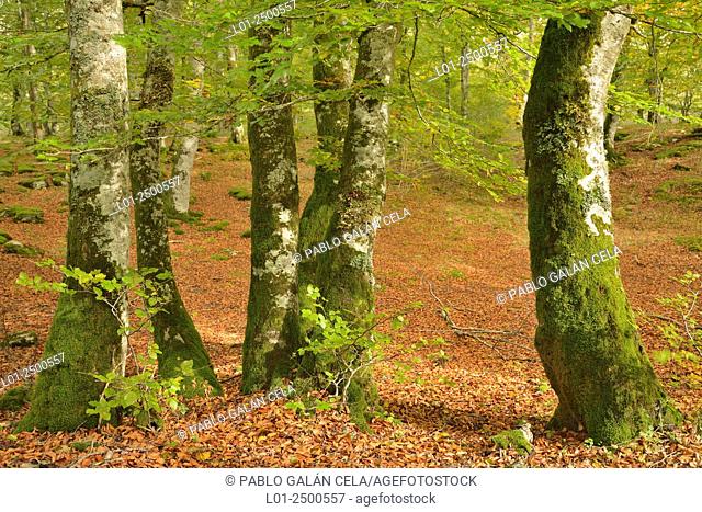Beech forest, Monte Santiago natural monument, Burgos province, Castilla-Leon, Spain
