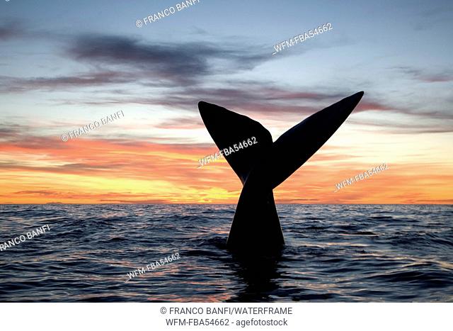 Tail of Southern Right Whale, Eubalaena australis, Valdes Peninsula, Patagonia, Argentina