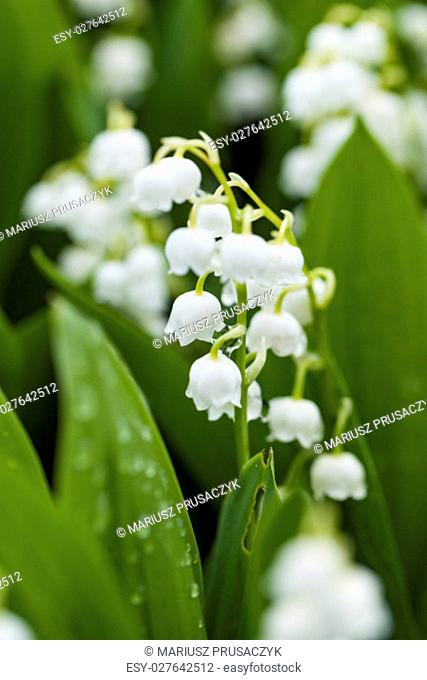 Lily of the valley flowers with water drops on green background. Convallaria majalis.