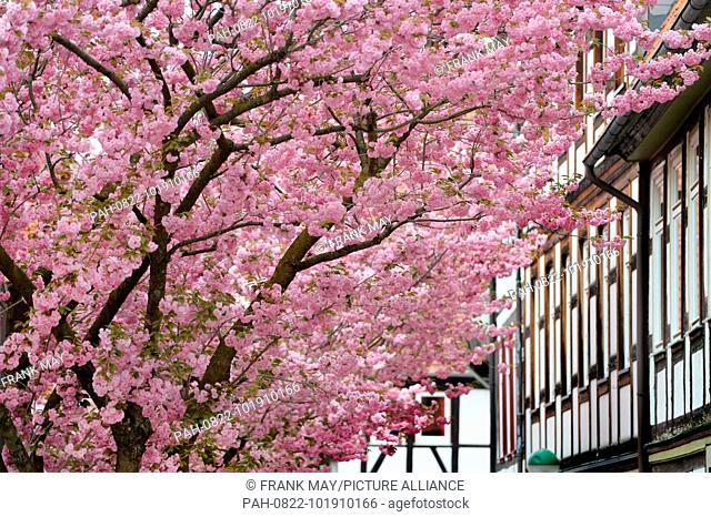 Blossom trees, Germany, city of Seesen, 24. April 2018. Photo: Frank May | usage worldwide. - Seesen/Niedersachsen/Germany
