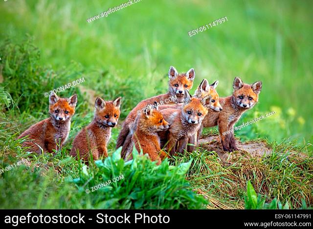 Red fox, vulpes vulpes, cubs sitting by the den. Group of animal babies looking around. Wildlife scenery with multiple small wild predators