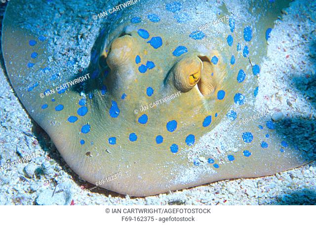 Bluespotted Ribbontail Ray (Taeniura lymma). Red Sea