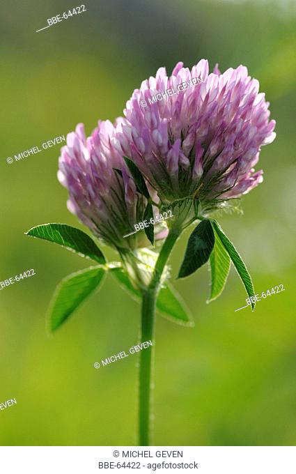 Detailed view on the flowers of Red Clover against the light