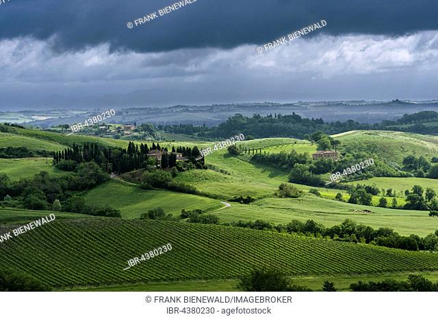 Typical green Tuscan landscape in Val d’Orcia with hills, farm, fields, trees, wineyards, olive plantations and cloudy sky, Montefollonico, Tuscany, Italy