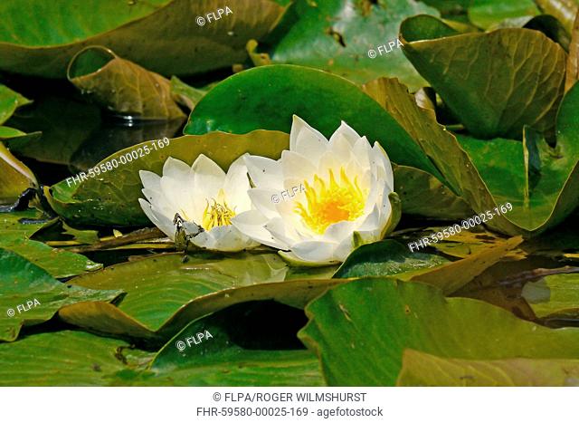 White Waterlily Nymphea alba flowering, West Sussex, England, july