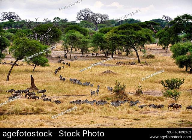 Blue wildebeest (Connochaetes taurinus) and Zebra. Mixed herds at Tarangire National Park, Tanzania, Africa