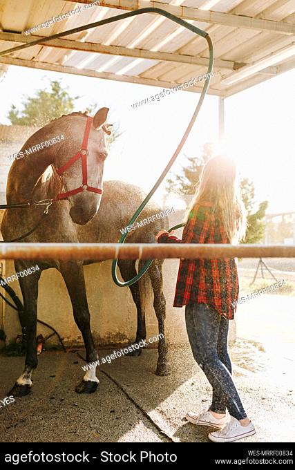 Young woman washing horse her hose at farm on sunny day