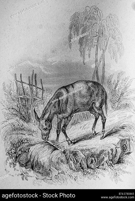 the donkey and the flute, Florian's fables illustrated by victor adam, publisher delloye, desme 1838
