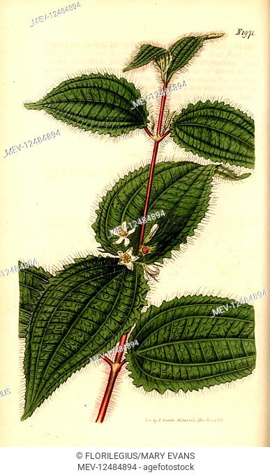 Soapbush or Koster's curse, Clidemia hirta (Melastoma hirtum]. Handcoloured copperplate engraving by Weddell from Samuel Curtis' Botanical Magazine, London