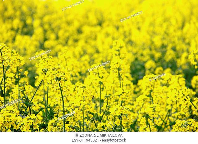 Yellow rapeseed field
