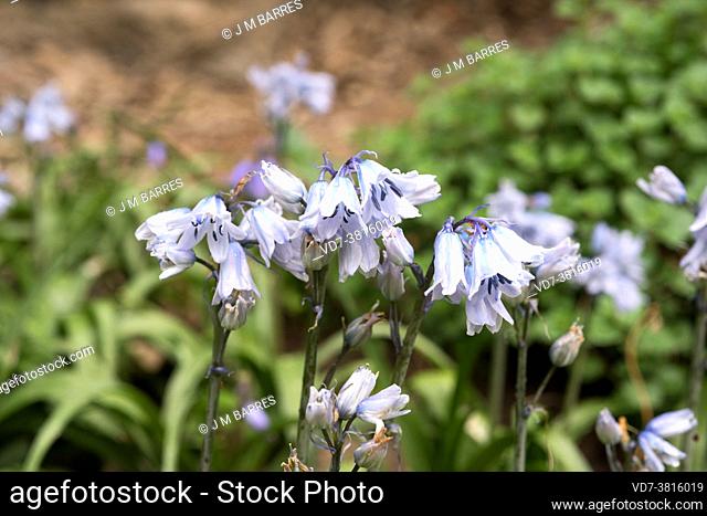 Spanish bluebell (Hyacinthoides hispanica or Scilla hispanica) is a perennial herb native to Iberian Peninsula