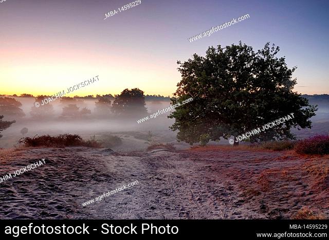 Westruper Heide at dawn, Haltern, North Rhine-Westphalia, Germany
